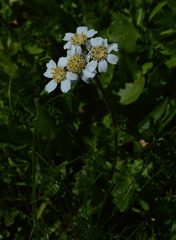 Achillea atrata