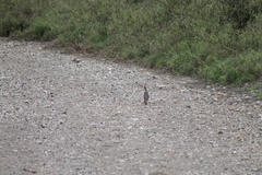 Callipepla douglasii vanderbilti