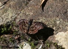 Ebrietas anacreon anacreon