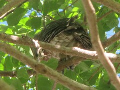 Ninox boobook boobook