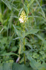 Pedicularis compacta