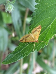 Choristostigma plumbosignalis