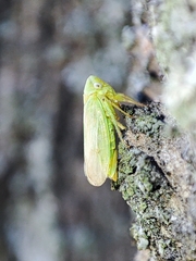 Macropsis graminea