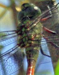 Coryphaeschna apeora