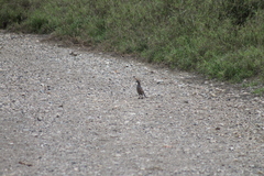 Callipepla douglasii vanderbilti