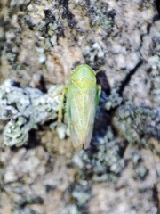 Macropsis graminea