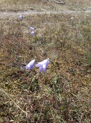 Campanula rotundifolia