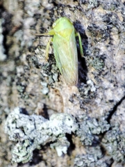 Macropsis graminea