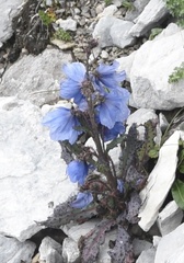 Meconopsis rudis