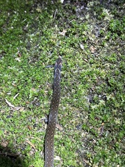 Macrocalamus chanardi