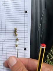 Carex leersii