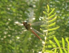 Coryphaeschna apeora
