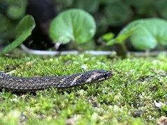 Macrocalamus chanardi