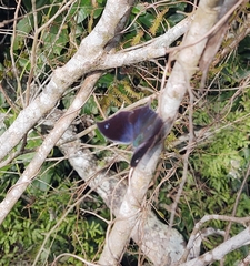 Memphis moruus