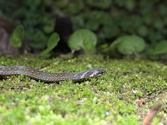 Macrocalamus chanardi