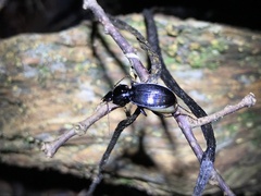 Synuchus
