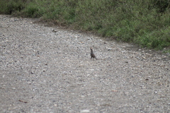 Callipepla douglasii vanderbilti