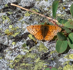 Boloria altaica