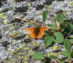 Boloria altaica