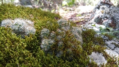 Mammillaria erythrosperma
