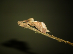 Schaefferiana epigramma