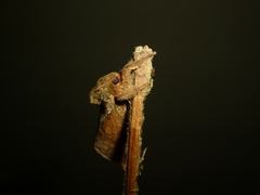 Schaefferiana epigramma