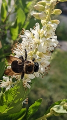 Xylocopa virginica