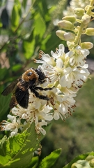 Xylocopa virginica