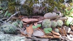 Mammillaria erythrosperma
