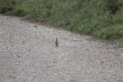 Callipepla douglasii vanderbilti