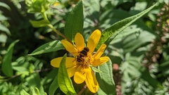 Eristalis transversa