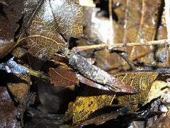 Pedetontus nipponicus