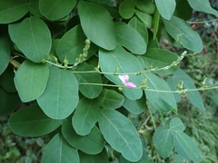 Galactia tenuiflora