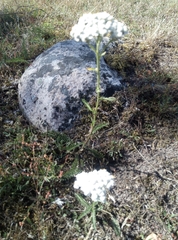 Achillea millefolium
