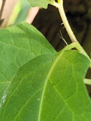 Solanum