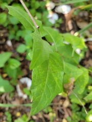 Solanum