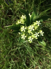 Asclepias tomentosa