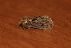 Korscheltellus gracilis