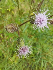Cirsium arvense