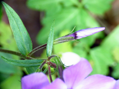 Phlox stolonifera