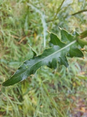 Cirsium arvense