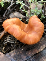Lactifluus clarkeae