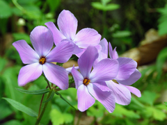 Phlox stolonifera