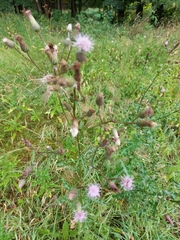 Cirsium arvense
