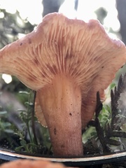 Lactifluus clarkeae