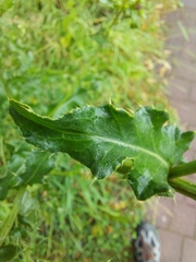 Cirsium arvense