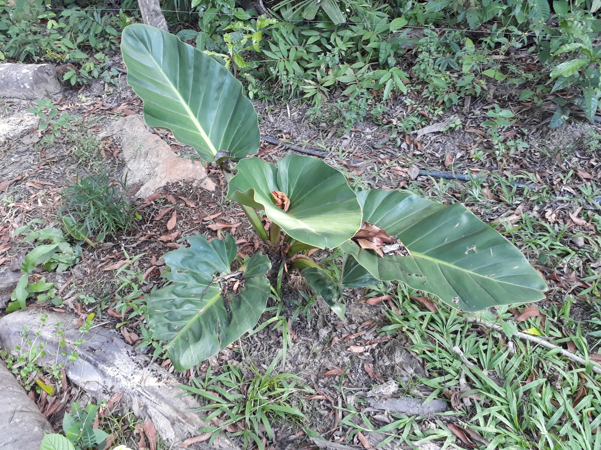Philodendron melinonii