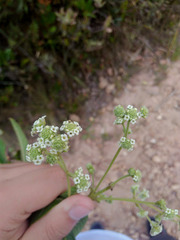 Lippia hirsuta