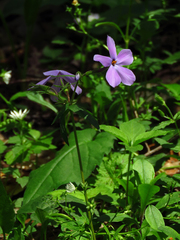Phlox stolonifera