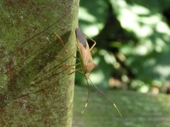 Paradasynus spinosus
